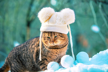 Fashion portrait of a funny cat wearing a knitted white hat with two pompoms walking outdoors in a snowy winter park