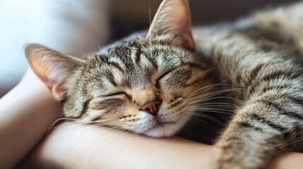 Serene Tabby Cat Sleeping on a Relaxed Human Arm in Soft Light