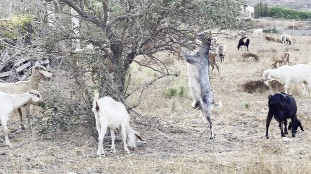 Ch&egrave;vres  en, train de manger dans un p&acirc;turage sec en Gr&egrave;ce