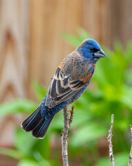 Male Blue Grosbeak