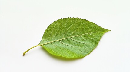 Obraz premium Detailed Green Leaf Isolated on Light Background for Nature Themes
