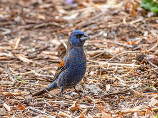 Male Blue Grosbeak