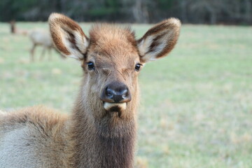 Young Elk