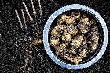 Jerusalem artichoke (Helianthus tuberosus) tubers, just harvested. Uncleaned tubers in a bowl on a garden soil