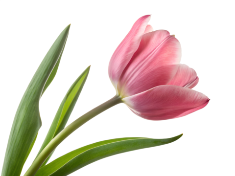 pink tulip isolated on white