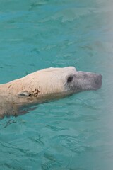 ホッキョクグマ