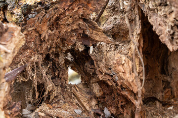 A tree trunk with a hole in it. The hole is small and has a lot of dirt and debris in it