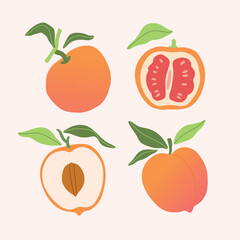 Vector tasty peaches and oranges, leaves and slices illustration collection. Modern hand drawn orange fruits clip art set for books, stationery, banners and social media