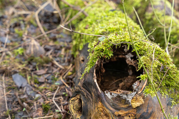 A log with moss growing on it. The moss is green and covering the log. The log is partially rotten and has a hole in it