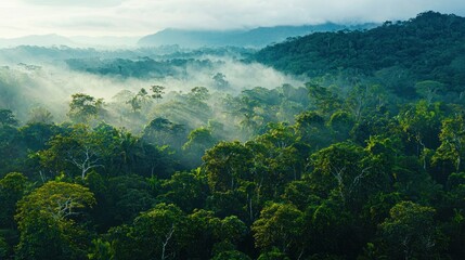 A lush green forest growing tall in the early morning light, symbolizing natural and sustainable growth.