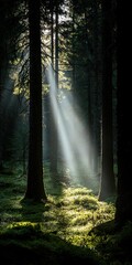 Obraz premium Sunbeams piercing through dense forest canopy, creating a magical atmosphere and highlighting the lush undergrowth