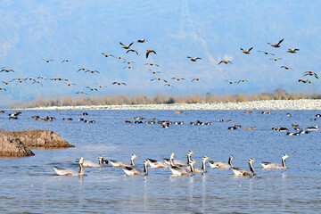 bar headed geesz in the Yamuna river kalesar village, yamuna nagar, haryana