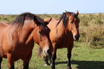 Fototapeta premium 馬