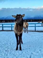 Elk with frost on its fur, close-up portrait of an elk, Winter twilight, moose with big horns, winter sunset with snow, powerful moose horns, blue sky end stag, moose eats with his hand, deer