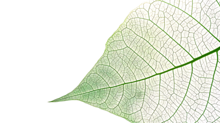 A single green leaf with detailed veins, isolated on a white background