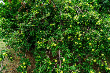 red, green, sweet ripe apples hanging on trees in the garden . The concept of healthy eating.
