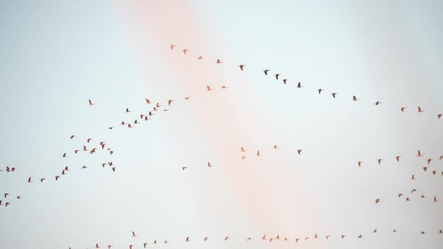 Canadian Geese 