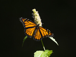 A male Monarch butterfly feeding on the flower of a white agastache plant