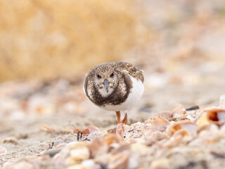 A juvenile Ruddy Turnstone walking on a pebbly beach