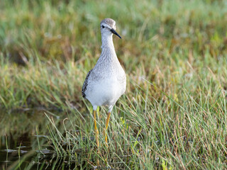 A juvenille Lesser Yellowlegs feeding in a grassy puddle