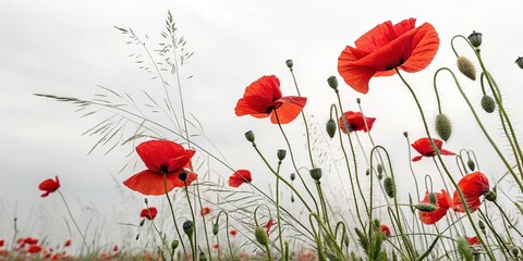 Obraz premium Subtle poppy bloom, blurred in time, elegant simplicity.
