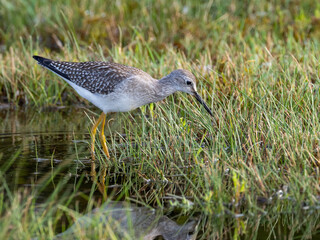 A juvenille Lesser Yellowlegs feeding in a grassy puddle