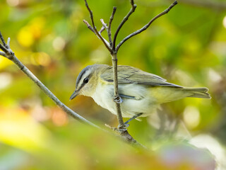 A close up of a juvenile Red-eyed Vireo perched on the tip of a branch