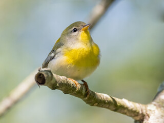 A close up of a juvenile Northern Parula Warbler perched on a branch