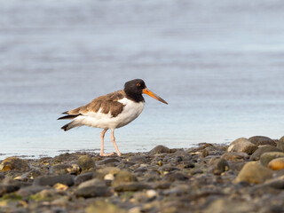 An immature American Oystercatcher walking on a rocky shoreline