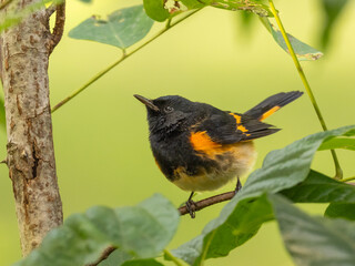 A close up of a male American Redstart