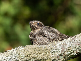 A Common Nighthawk roosting on a lichen covered branch