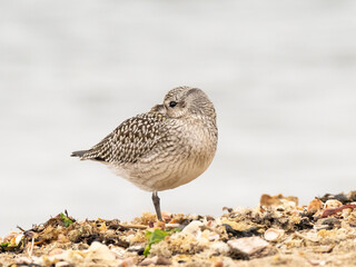 An immature Black-bellied Plover roosting on the beach