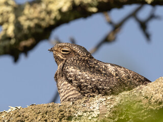 A Common Nighthawk roosting on a lichen covered branch