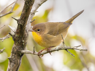 A close up of a female Common Yellowthroat perched on a small branch