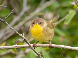 A close up of a female Common Yellowthroat perched on a small branch