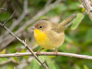 A close up of a female Common Yellowthroat perched on a small branch