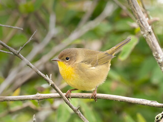 A close up of a female Common Yellowthroat perched on a small branch