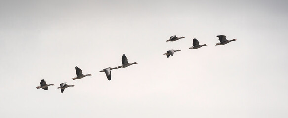 Flock of greylag geese (Anser anser) flying in formation against a cloudy sky. The migratory birds...