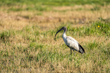 Young african sacred ibis (Threskiornis aethiopicus) standing in a grassy field. The bird has a distinctive long, curved black beak and black-and-white plumage. Wildlife photography.