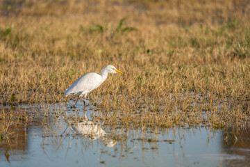 Cattle egret (bubulcus ibis) foraging in a shallow wetland with golden sunlight. The white bird with a yellow beak walks through the water, creating a beautiful reflection on the surface.
