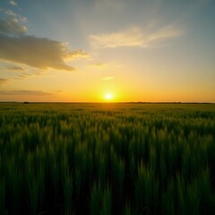 Fototapeta premium the green feald wheat