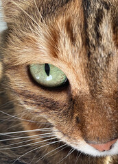Cat’s eye
