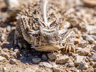 Texas Horned Lizard