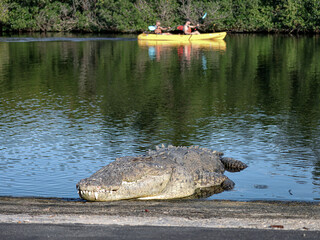 Huge American Crocodile Named Freddy Basking at Flamingo Marina Everglades 