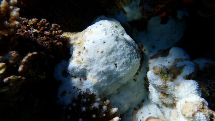 Sea coral (Montipora cf.) undersea, Red Sea, Egypt, Sharm El Sheikh, Montazah Bay