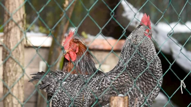 Chicken shakes and bristles her feather behind wire fence, fowl in chicken pen close up