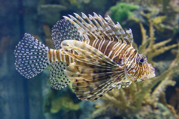 A fish with a black and white striped tail swims in a tank