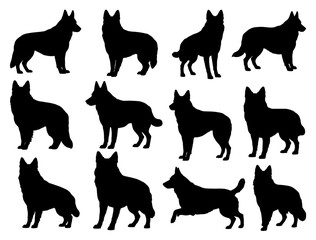 BELGIAN SHEPHERD SILHOUETTE ON WHITE BACKGROUND