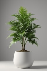 a close up of a potted plant on a table