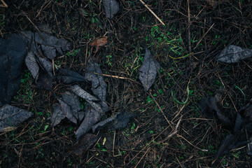 Fallen leaves on the ground. Dark and cold background. Late Autumn